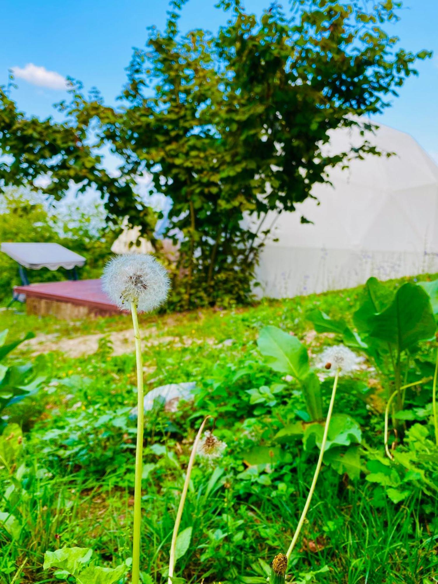 Phalesia Glamping Otel Sapanca Luaran gambar